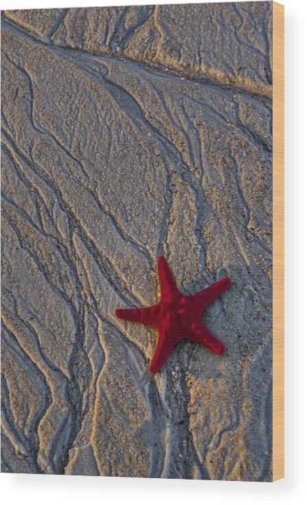 Sea Wood Print featuring the photograph Starfish In The Sand by Susan Candelario