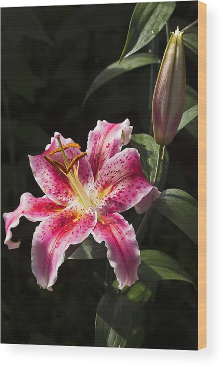 Lily Wood Print featuring the photograph Stargazer Bloom and Bud by Jennifer Nelson