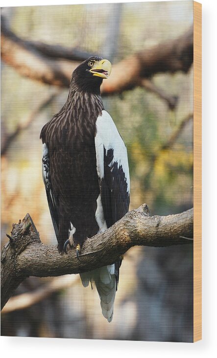 Wild Wood Print featuring the photograph Steller's Sea Eagle by Photography By Sai