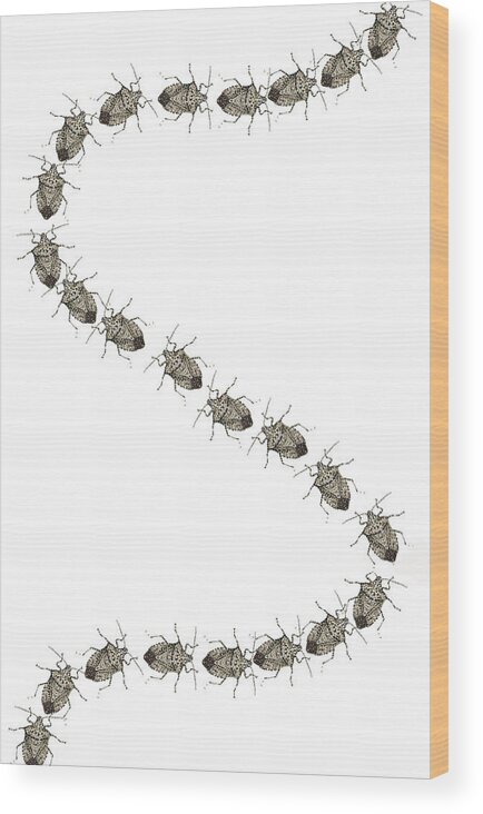 Stink Bug Wood Print featuring the digital art Stink Bugs I phone case by R Allen Swezey