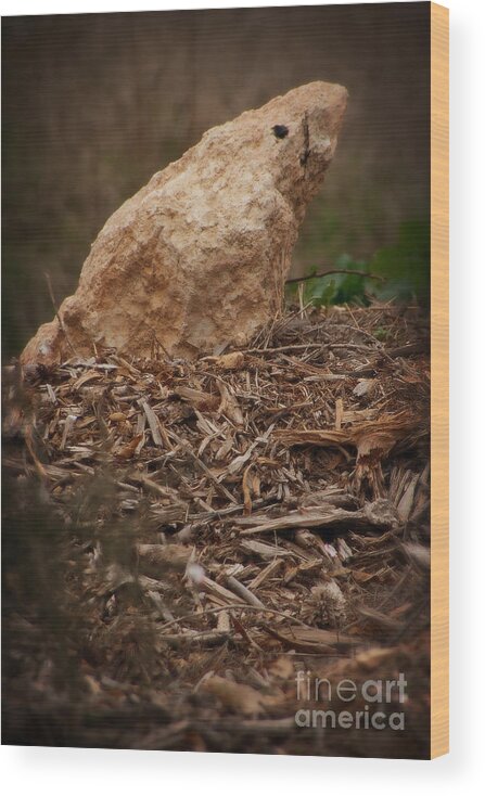 Animals And Earth Wood Print featuring the photograph Stoned Nature by Doc Braham