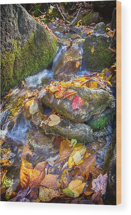 Fall Wood Print featuring the photograph Streaming Leaves by Alan Raasch