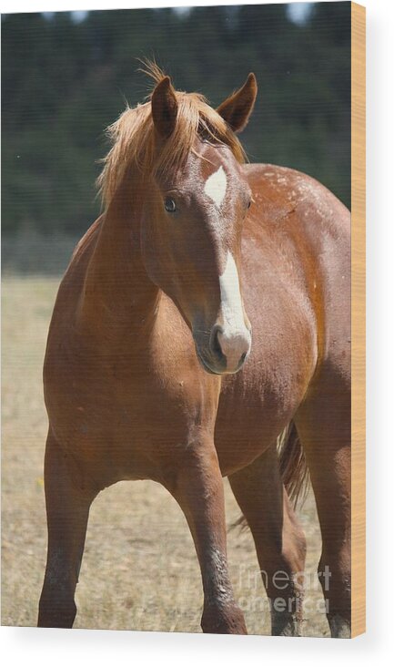 Horse Wood Print featuring the photograph Strike a Pose by Veronica Batterson