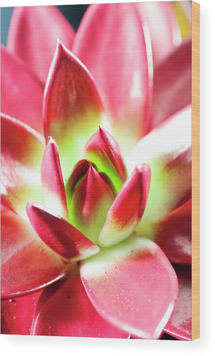 Cut Out Wood Print featuring the photograph Succulent Echeveria by Lrescigno