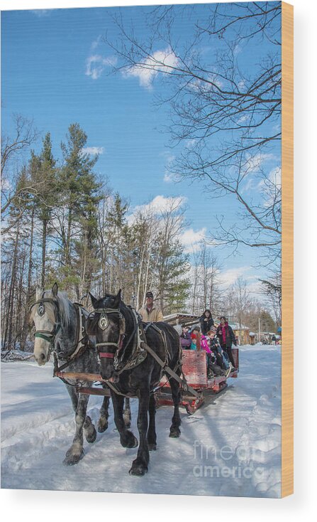 Maple Sugar Wood Print featuring the photograph Sugar Bush Horse Ride by Cheryl Baxter