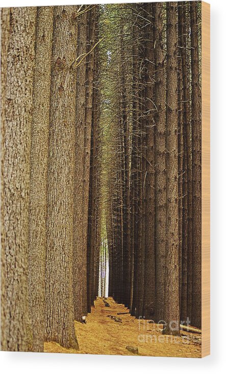 Blair Stuart Wood Print featuring the photograph Sugar Pine Walk by Blair Stuart