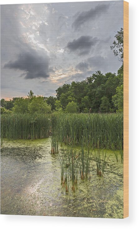 Heron Heaven Wood Print featuring the photograph Summer Evening Clouds by Ed Peterson