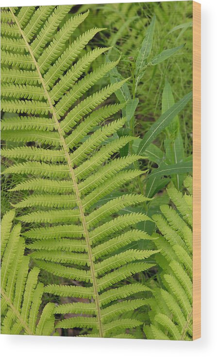 Adiantum Aleuticum Wood Print featuring the photograph Summer in Alaska by Richard Smith