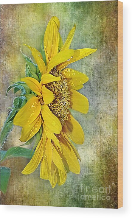 Photography Wood Print featuring the photograph Sun Shower on Sunflower by Kaye Menner