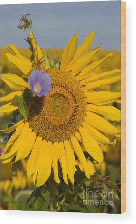 Sunflower Wood Print featuring the photograph Sunflower and Friend by Chris Scroggins