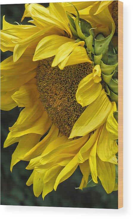 Flower Wood Print featuring the photograph Sunflower by Ann Bridges