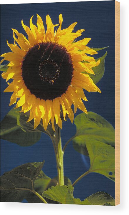Birdseed Wood Print featuring the photograph Sunflower by K. Van Den Berg