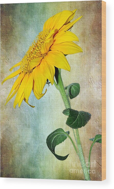 Photography Wood Print featuring the photograph Sunflower on Textured Canvas by Kaye Menner
