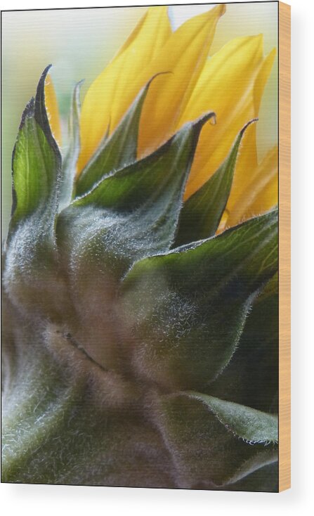 Sunflower Wood Print featuring the photograph Sunflower Rear View by Geraldine Alexander