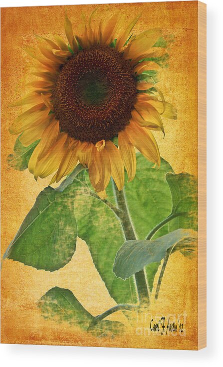 Sunflower Wood Print featuring the photograph Sunny Sunflower Wall Art by Carol F Austin