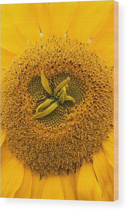 Sunflower Wood Print featuring the photograph Sunflower by Sue Leonard