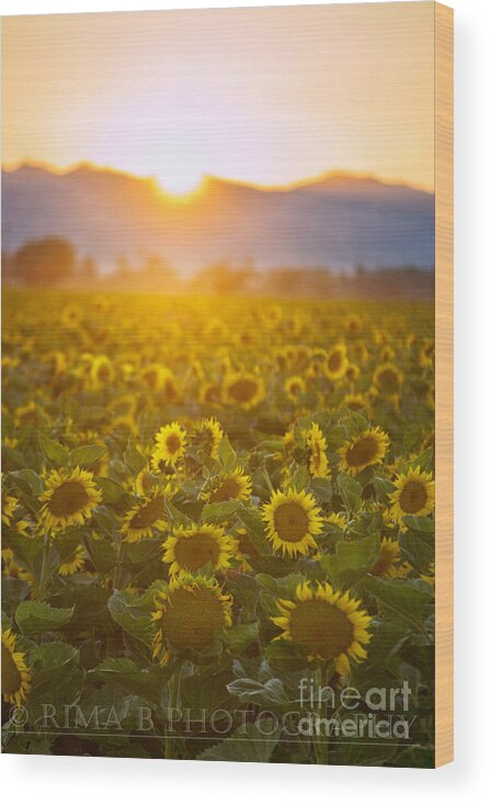 Sunflower Wood Print featuring the photograph Sunflowers at sunset by Rima Biswas