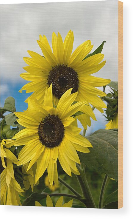 Yellow Wood Print featuring the photograph Sunflowers by Chuck De La Rosa