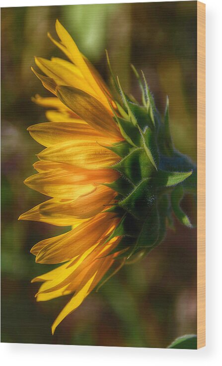Bees Wood Print featuring the photograph Sunflowers by Kathi Isserman