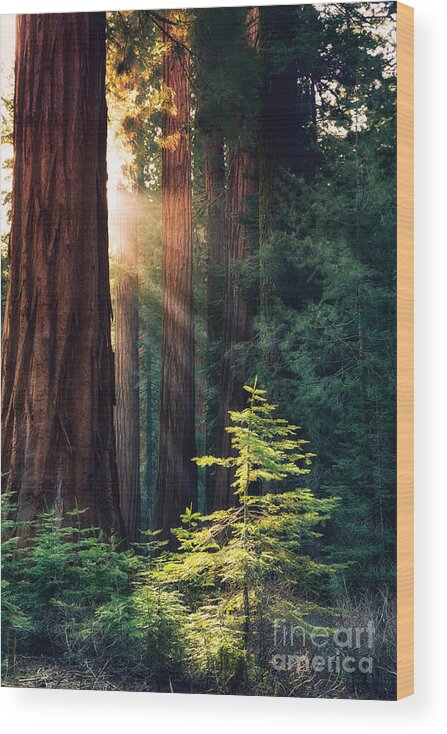 Redwood Wood Print featuring the photograph Sunlit from Heaven by Jane Rix