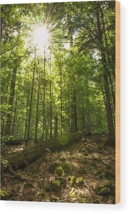 Forest Wood Print featuring the photograph Sunlit Primeval Forest by Andreas Berthold