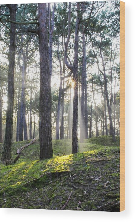 Trees Wood Print featuring the photograph Sunlit Trees by Spikey Mouse Photography