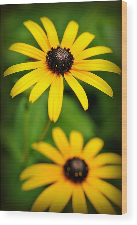 Rudebeckia Wood Print featuring the photograph Sunny Black eyed Susan by Kelly Nowak
