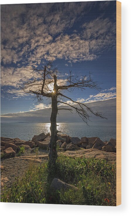 Tree Wood Print featuring the photograph Sunrise Acadia by Rick Berk