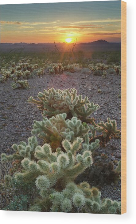 Tranquility Wood Print featuring the photograph Sunset, Kofa Mountains Wildlife Refuge by Alan Majchrowicz