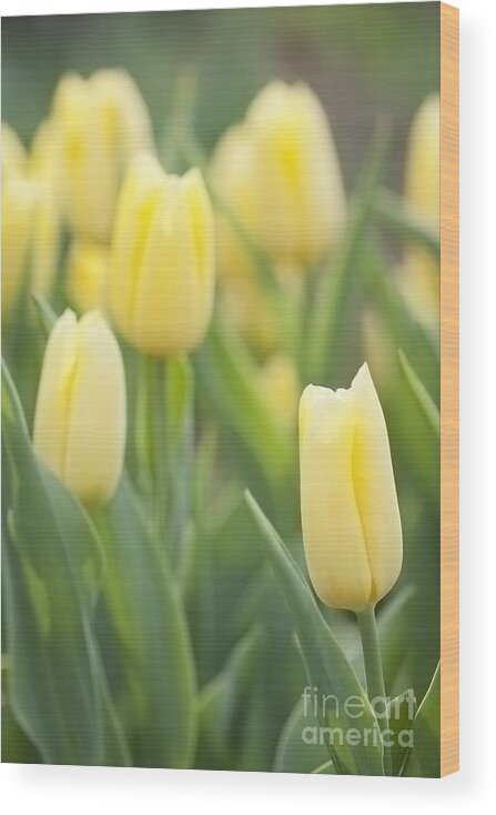 Tulip Wood Print featuring the photograph Yellow Tulips by Patty Colabuono