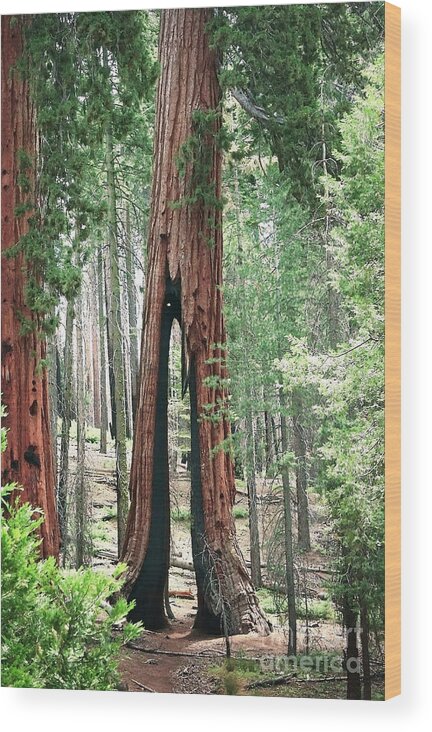 Yosemite Wood Print featuring the photograph Survivor by Ellen Cotton