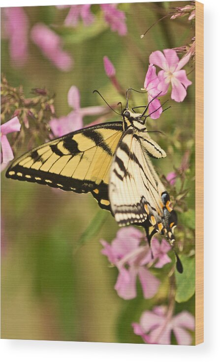 Eastern Tiger Swallowtail Butterfly Wood Print featuring the photograph Swallowtail in the Garden by Theo OConnor