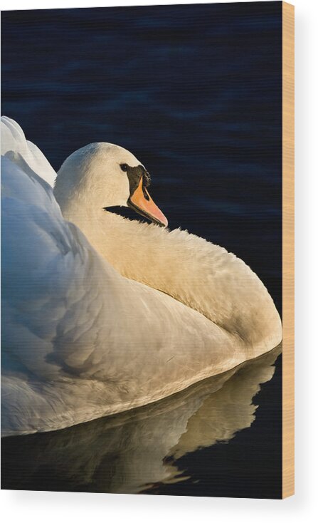 White Swan Wood Print featuring the photograph Swan on Lake by John Magyar Photography