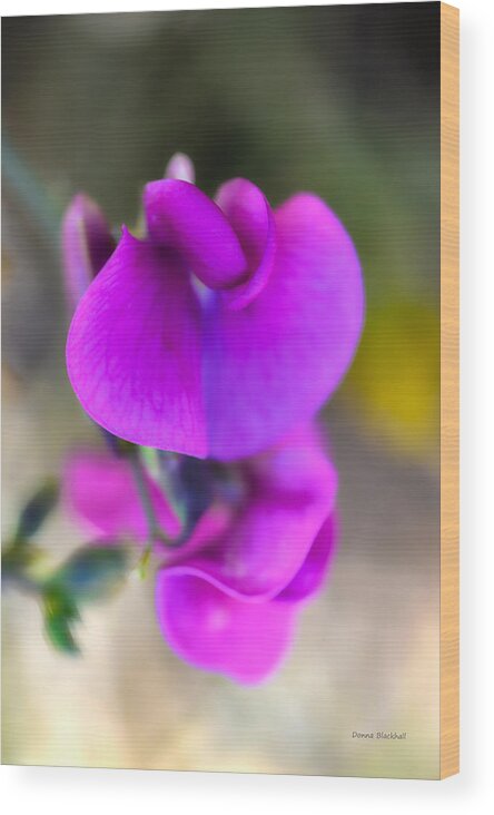 Sweet Pea Wood Print featuring the photograph Sweet Pea by Donna Blackhall