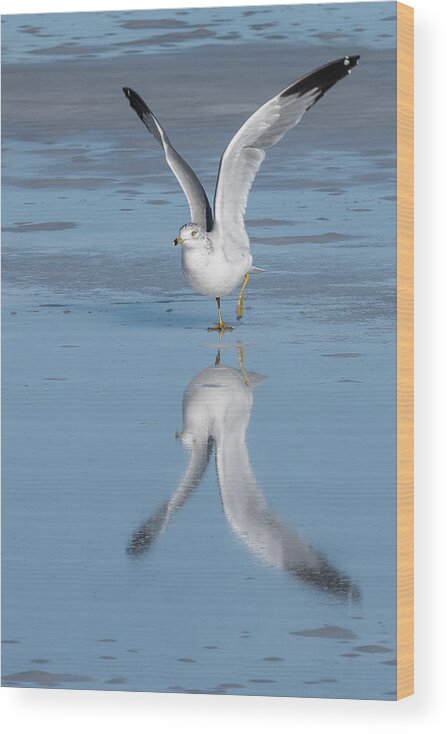 Seagull Wood Print featuring the photograph Take Off by Jennifer Grossnickle