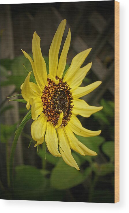 Sunflower Wood Print featuring the photograph Tall And Proud by Susan McMenamin