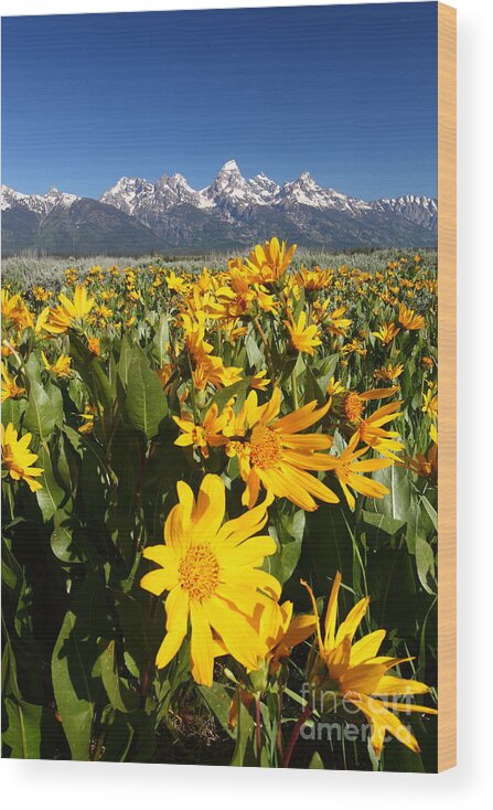 Flowers Wood Print featuring the photograph Teton Spring by Bill Singleton