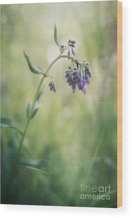 Mertensia Paniculata Wood Print featuring the photograph The Arrival Of Spring by Priska Wettstein