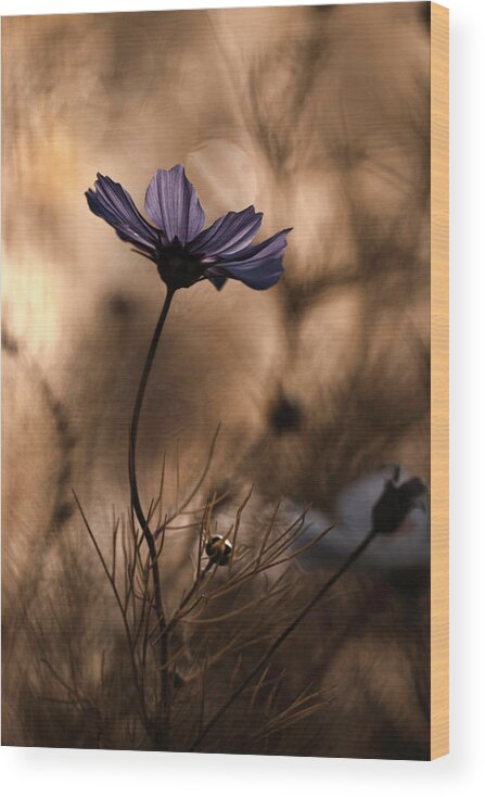 Macro Wood Print featuring the photograph The Dancing Queen by Fabien Bravin