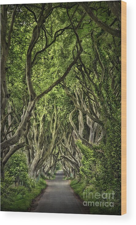 Dark Hedges Wood Print featuring the photograph The Dark Hedges by Evelina Kremsdorf