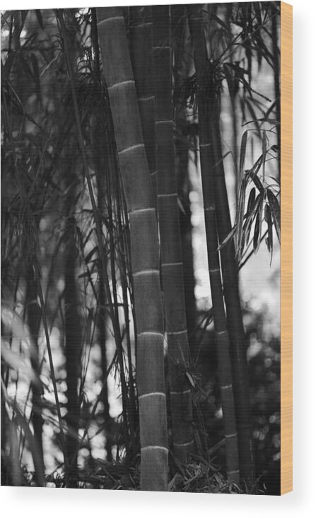 Bamboo Wood Print featuring the photograph The Emperor's Garden by Brad Brizek