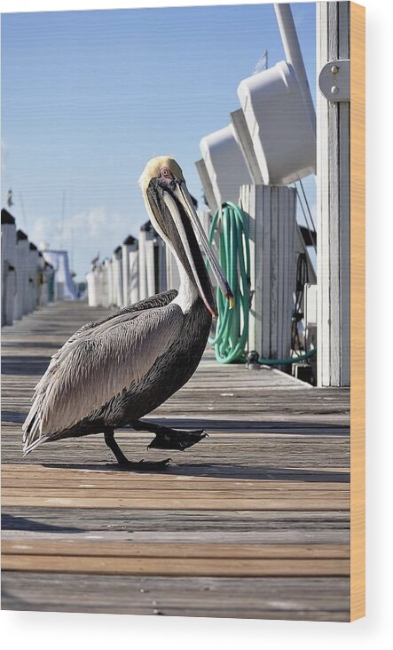 Pelican Wood Print featuring the photograph The Entertainer by Andres LaBrada