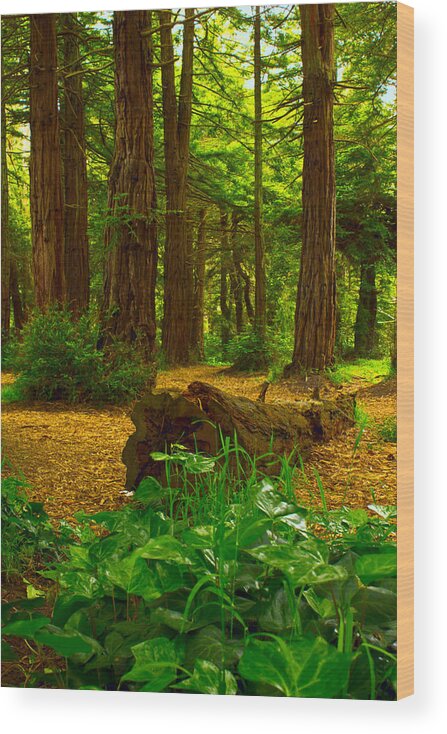 Golden Wood Print featuring the photograph The Forest of Golden Gate Park by Bryant Coffey