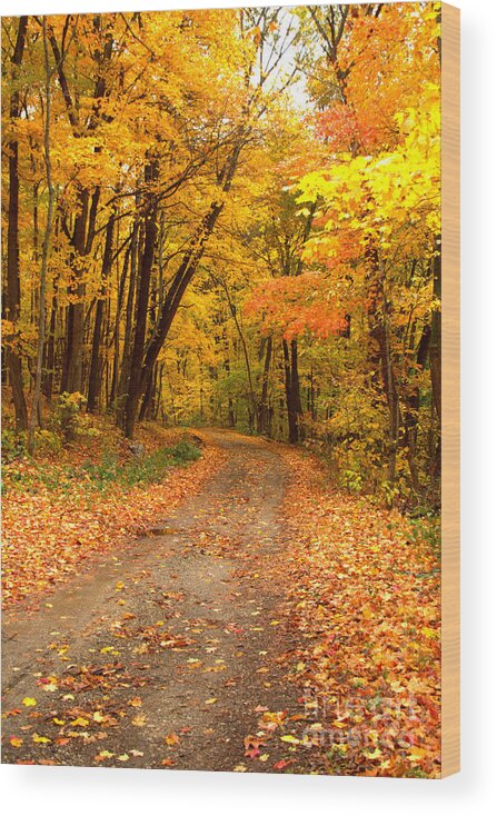 Roads Wood Print featuring the photograph The Forest Road by Jim McCain