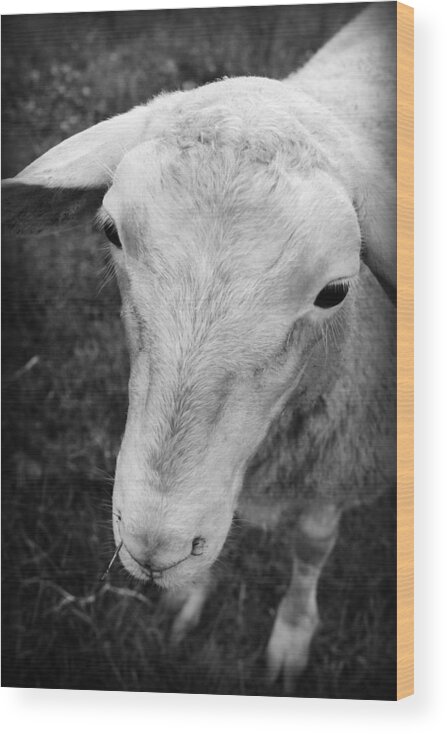 Kelly Hazel Wood Print featuring the photograph The Friendly Sheep by Kelly Hazel