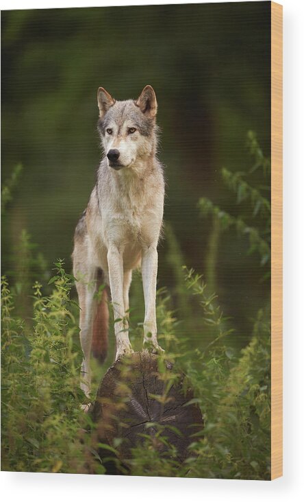 Grass Wood Print featuring the photograph The Gray Wolf Or Grey Wolf Canis Lupus by Ben Queenborough