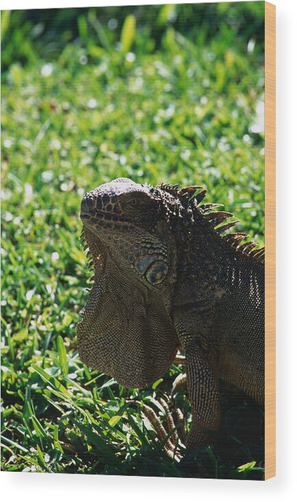 Animal Wood Print featuring the photograph The Green Iguana Iguana Iguana, A Costa by Mark Newman