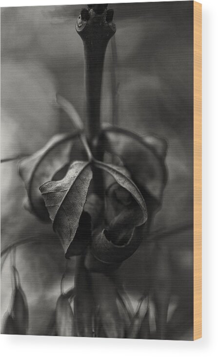 Nature Wood Print featuring the photograph The Rolled Leaf by Andreas Levi