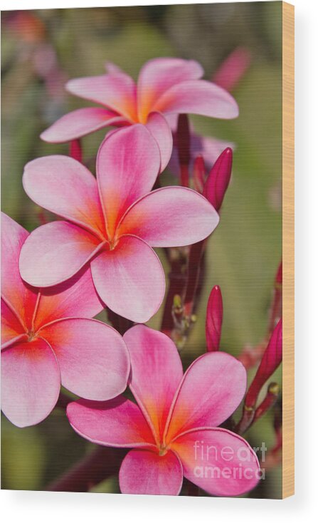 Aloha Wood Print featuring the photograph The Sonnets of Sunset by Sharon Mau