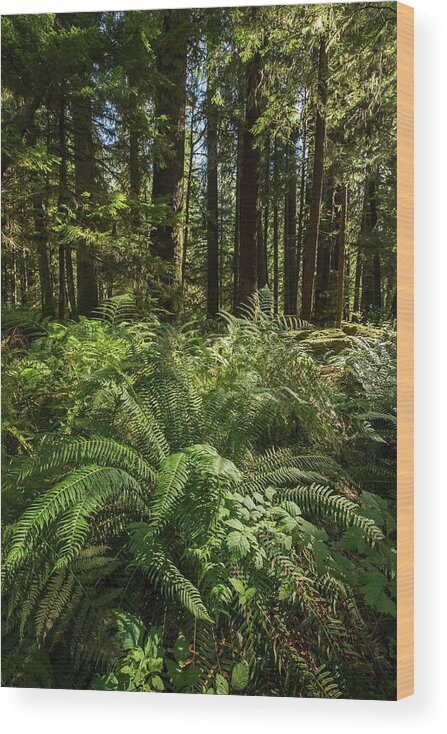 Vancouver Island Wood Print featuring the photograph The Vegetation Of Goldstream Provincial by Robert Postma / Design Pics
